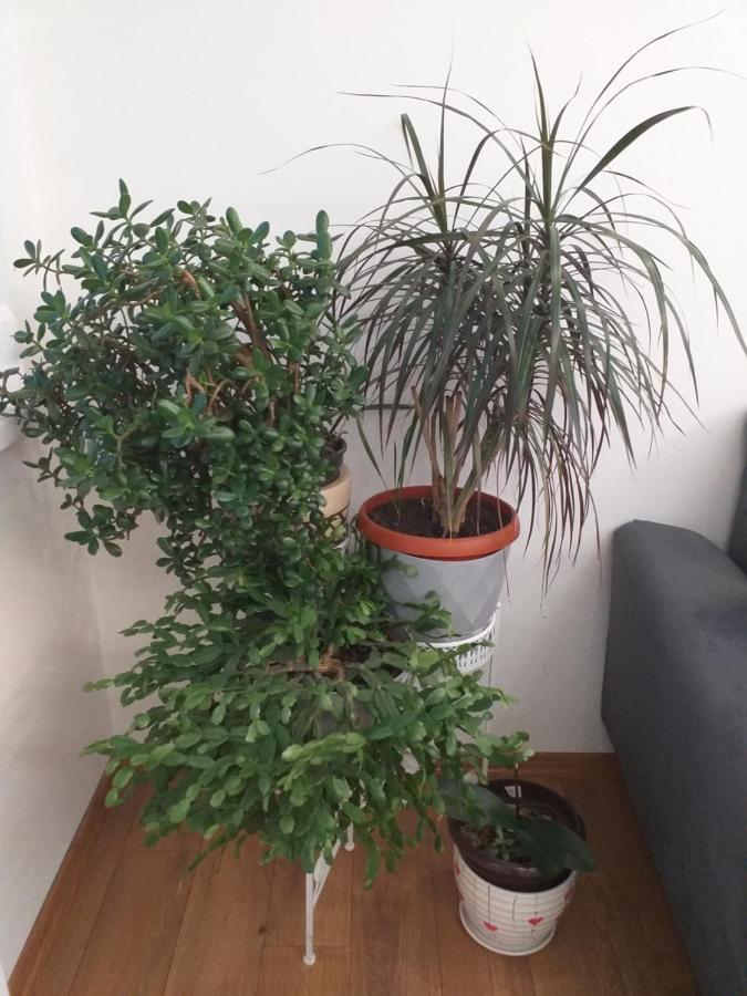 Trosoban Apartman Sarajevo, Ilidza Centar Buitenkant foto